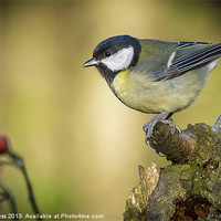 Buy canvas prints of Great Tit (Parus major) by Pete Lawless
