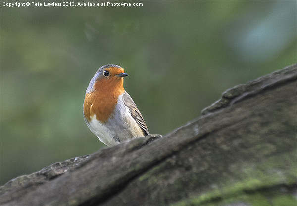Robin (Erithacus rubecula) Picture Board by Pete Lawless