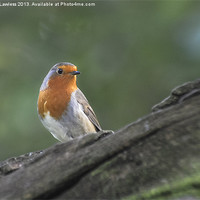 Buy canvas prints of Robin (Erithacus rubecula) by Pete Lawless