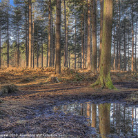 Buy canvas prints of Forest Walk, Delamere Cheshire by Pete Lawless