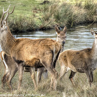 Buy canvas prints of Stag and Hind by Pete Lawless