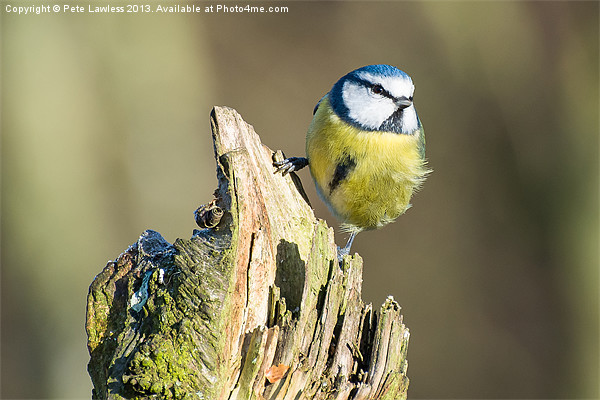 Blue Tit (Cyanistes caeruleus) Picture Board by Pete Lawless