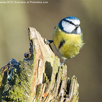 Buy canvas prints of Blue Tit (Cyanistes caeruleus) by Pete Lawless