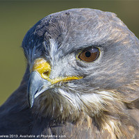 Buy canvas prints of Common Buzzard (Buteo buteo) by Pete Lawless