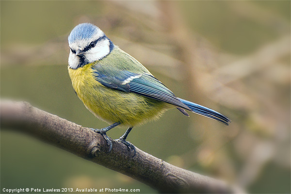 Blue Tit (Cyanistes caeruleus) Picture Board by Pete Lawless