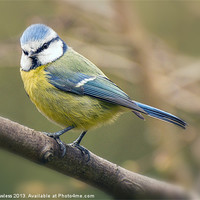 Buy canvas prints of Blue Tit (Cyanistes caeruleus) by Pete Lawless