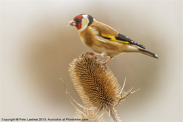 Goldfinch (Carduelis carduelis) Picture Board by Pete Lawless