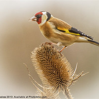Buy canvas prints of Goldfinch (Carduelis carduelis) by Pete Lawless