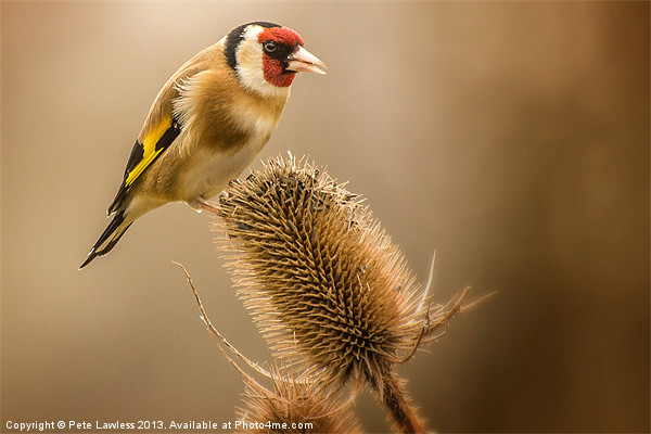 Goldfinch (Carduelis carduelis) Picture Board by Pete Lawless