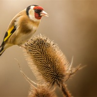 Buy canvas prints of Goldfinch (Carduelis carduelis) by Pete Lawless