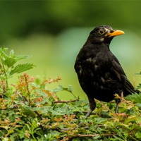 Buy canvas prints of Blackbird by Pete Lawless