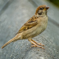 Buy canvas prints of Eurasian Tree Sparrow (Passer montanus) Portrait by Pete Lawless
