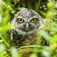 Buy canvas prints of The Burrowing Owl (Athene cunicularia) by Pete Lawless