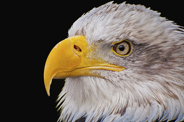 American Bald Eagle (Haliaeetus leucocephalus) Picture Board by Pete Lawless