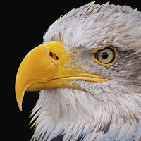 Buy canvas prints of American Bald Eagle (Haliaeetus leucocephalus) by Pete Lawless