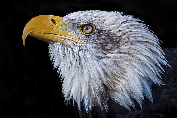 American Bald Eagle (Haliaeetus leucocephalus) Picture Board by Pete Lawless