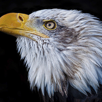 Buy canvas prints of American Bald Eagle (Haliaeetus leucocephalus) by Pete Lawless