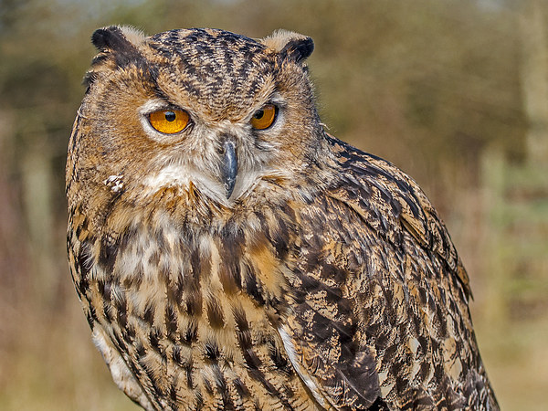 Eurasian Eagle-Owl (Bubo bubo) Picture Board by Pete Lawless