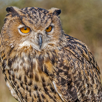Buy canvas prints of Eurasian Eagle-Owl (Bubo bubo) by Pete Lawless