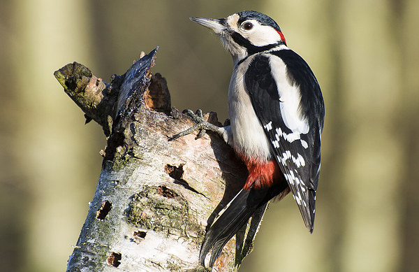 Greater Spotted Woodpecker Picture Board by Pete Lawless