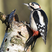 Buy canvas prints of Greater Spotted Woodpecker by Pete Lawless