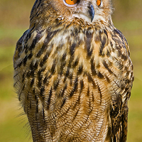 Buy canvas prints of Eurasian Eagle-Owl (Bubo bubo) by Pete Lawless