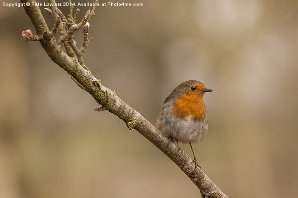  Robin Erithacus rubecula Picture Board by Pete Lawless