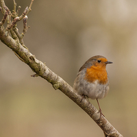 Buy canvas prints of  Robin Erithacus rubecula by Pete Lawless