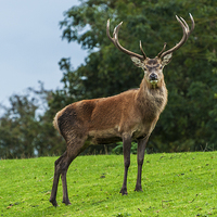 Buy canvas prints of  Red Deer Stag by Pete Lawless