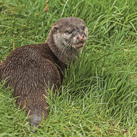 Buy canvas prints of  Otter by Pete Lawless