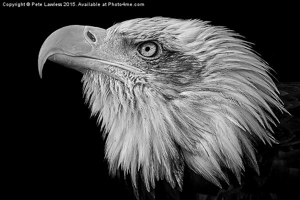  American Bald Eagle (Haliaeetus leucocephalus) Picture Board by Pete Lawless