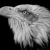 Buy canvas prints of  American Bald Eagle (Haliaeetus leucocephalus) by Pete Lawless
