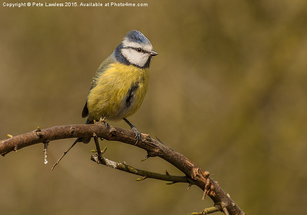  Blue Tit (Cyanistes caeruleus) Picture Board by Pete Lawless