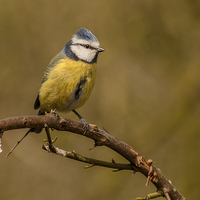 Buy canvas prints of  Blue Tit (Cyanistes caeruleus) by Pete Lawless
