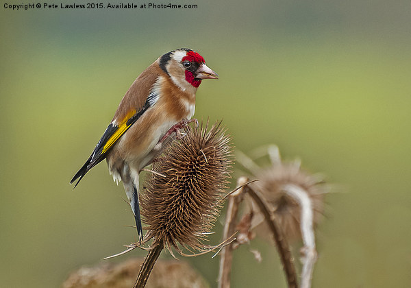  Goldfinch (Carduelis carduelis) Picture Board by Pete Lawless