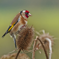 Buy canvas prints of  Goldfinch (Carduelis carduelis) by Pete Lawless
