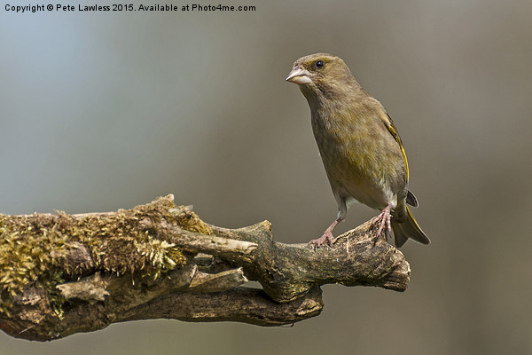 Greenfinch (Chloris chloris) Picture Board by Pete Lawless