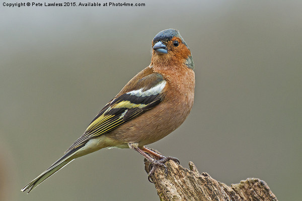  Chaffinch (Fringilla coelebs) Picture Board by Pete Lawless