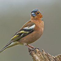 Buy canvas prints of  Chaffinch (Fringilla coelebs) by Pete Lawless