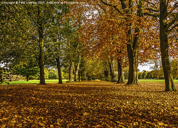  Autumn Avenue Picture Board by Pete Lawless