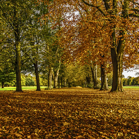 Buy canvas prints of  Autumn Avenue by Pete Lawless