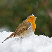 Buy canvas prints of Christmas Robin by Pete Lawless