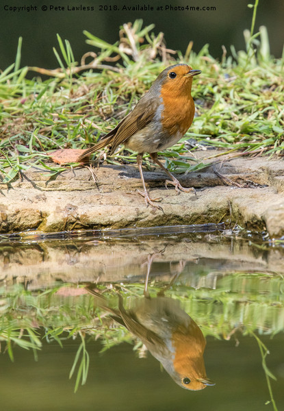 Robin Reflection Picture Board by Pete Lawless