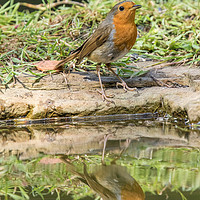 Buy canvas prints of Robin Reflection by Pete Lawless