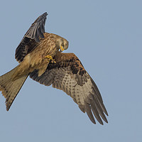 Buy canvas prints of Red Kite by Pete Lawless