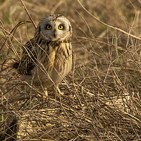 Buy canvas prints of Short Eared Owl by Pete Lawless