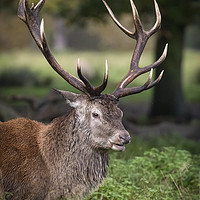 Buy canvas prints of Red Deer Stag by Pete Lawless