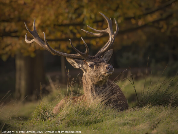 Red Deer Stag Portrait Others  Picture Board by Pete Lawless