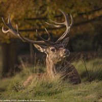 Buy canvas prints of Red Deer Stag Portrait Others  by Pete Lawless