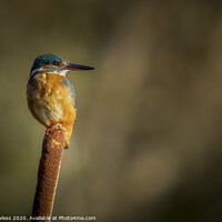 Buy canvas prints of Kingfisher by Pete Lawless